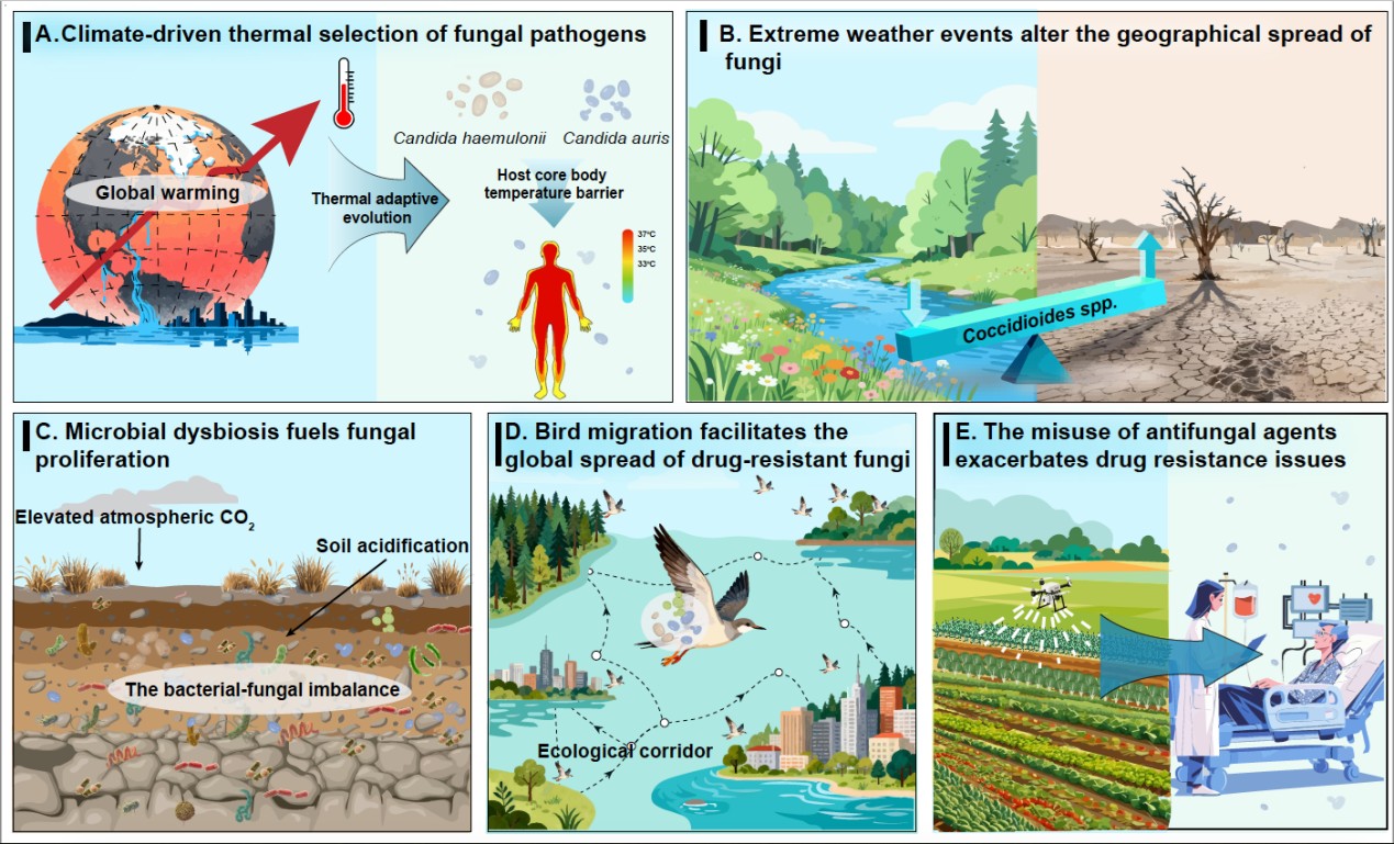 研究提出“高耐药屏障”抗真菌策略定义与研发路径