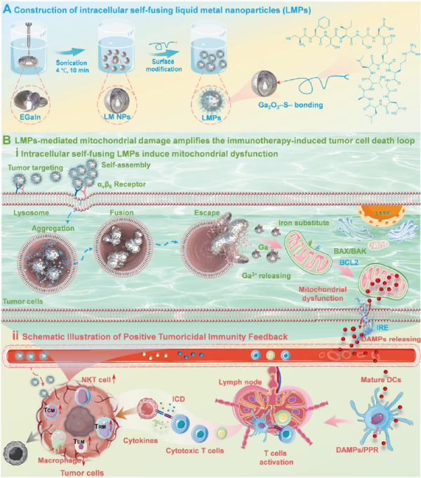 自融合液态金属变形机制研究取得进展