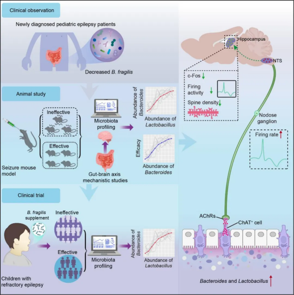研究发现益生菌干预癫痫的肠—脑新路径