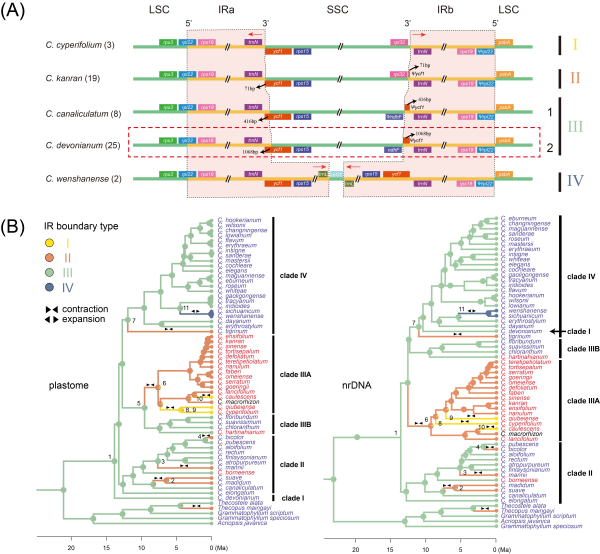 兰属植物ndh基因普遍退化及其演化响应研究取得进展