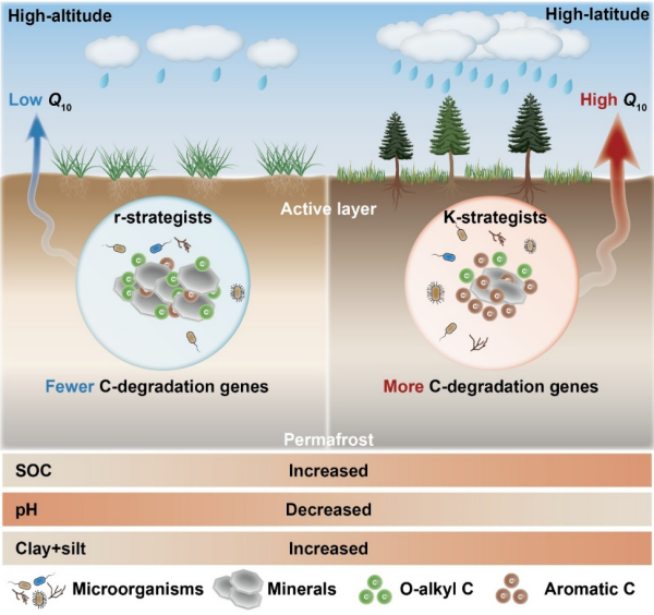 研究揭示高纬度和高海拔多年冻土区土壤碳分解温度敏感性的分异特征