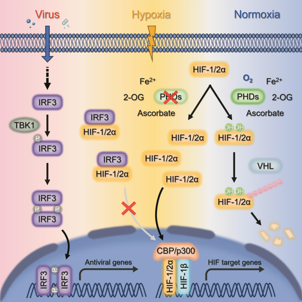 研究揭示抗病毒天然免疫关键因子IRF3调控低氧信号转导新机制