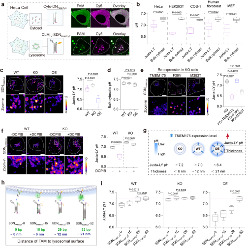 溶酶体酸性纳米层研究获进展