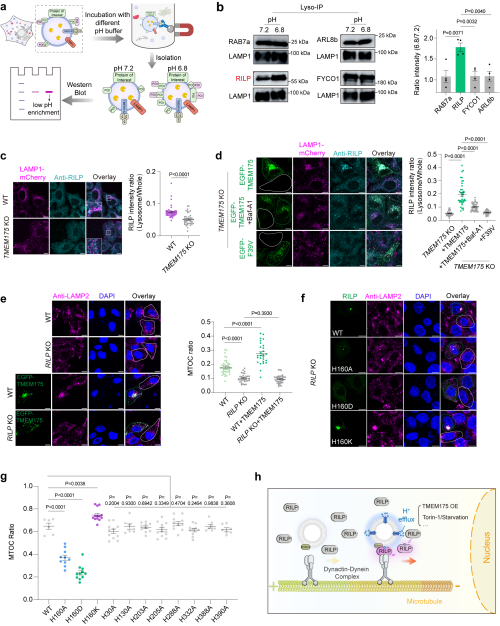 溶酶体酸性纳米层研究获进展