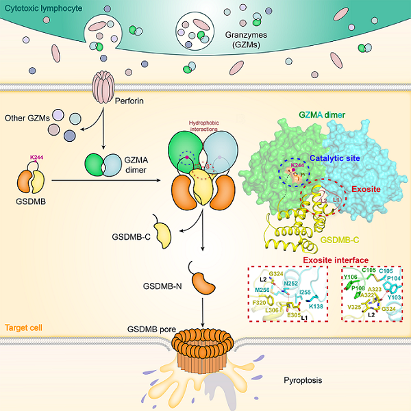 研究揭示杀伤性淋巴细胞颗粒酶A介导靶细胞焦亡的精确机理