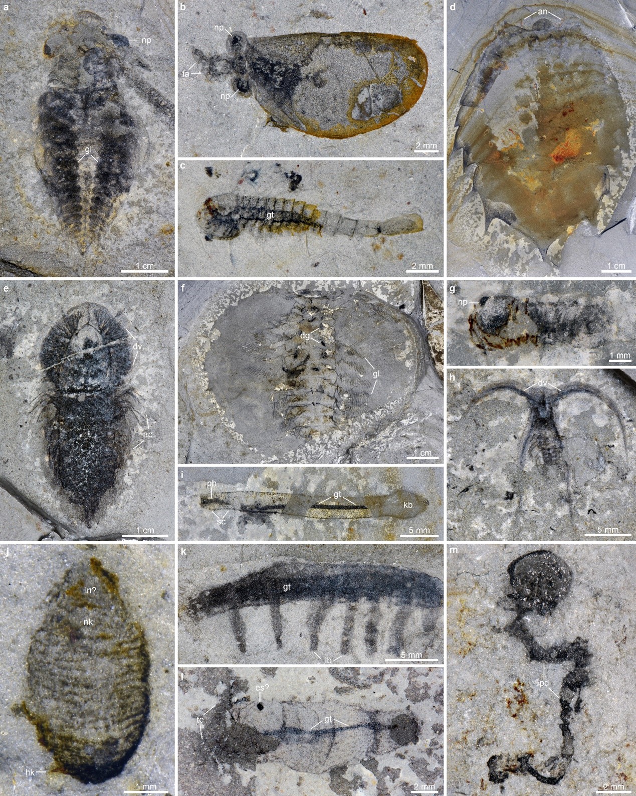 中国科学家发现花垣生物群，揭开5.13亿年前生物大灭绝面纱