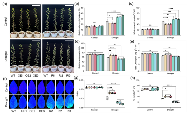 西北农林科技大学（784）园艺学院苹果抗逆与品质改良创新团队马锋旺教授/李超教授揭示MdWRKY75调控ABA受体周转增强苹果抗旱性的分子机制