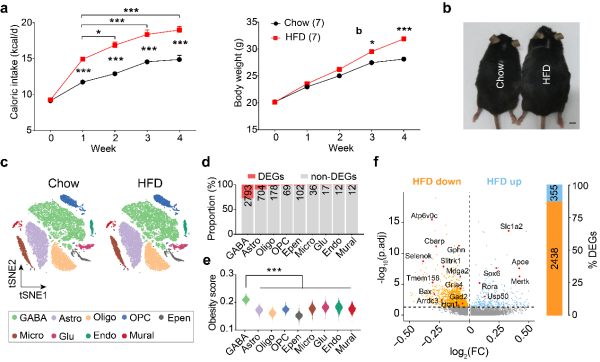 研究发现高脂饮食导致外侧隔核功能失调进而加剧肥胖的新机制