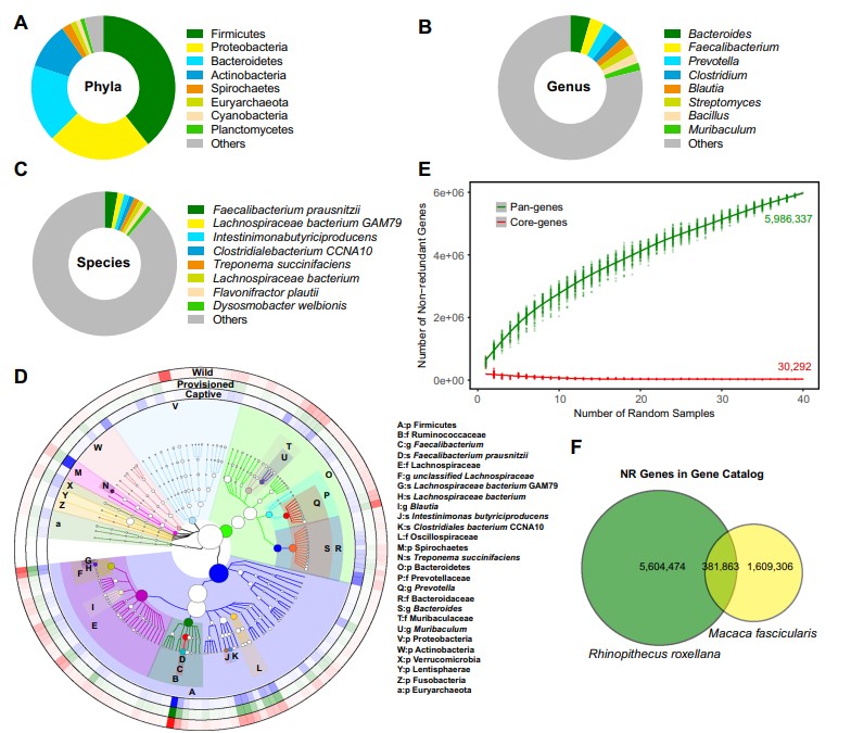 森环森保所在川金丝猴肠道微生物和代谢组学研究取得新进展