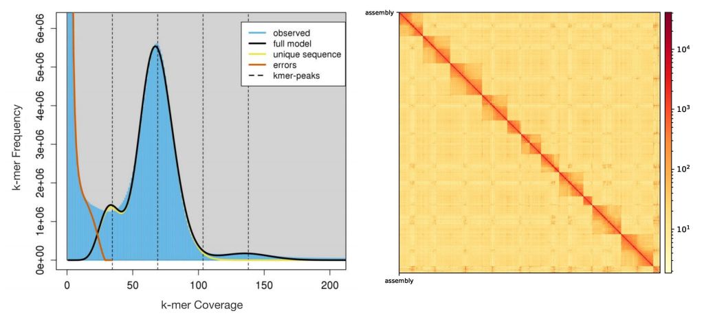 森环森保所在林木重大蛀干害虫苹小吉丁基因组研究中取得新进展