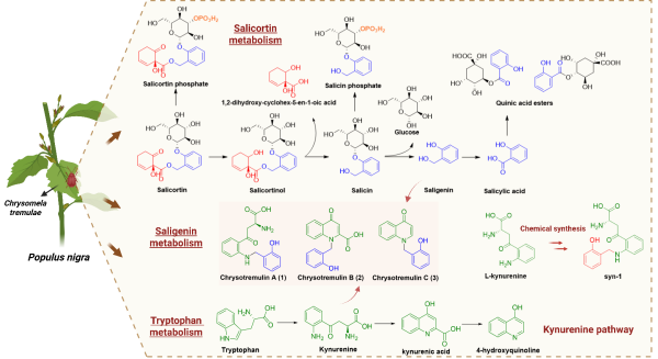 研究发现叶甲利用色氨酸破解杨树化学防御