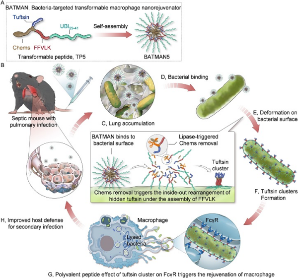 科学家开发出巨噬细胞免疫修复新策略