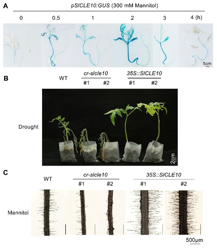 上海交大农业与生物学院李子兴课题组揭示SlCLE10小肽信号途径调控番茄根毛发育和抗旱的分子机理