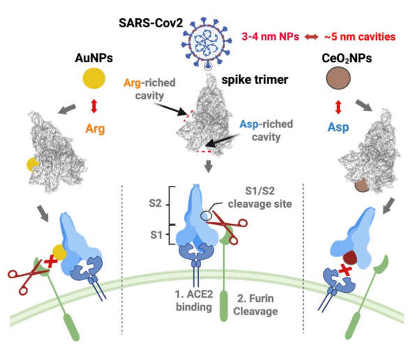 研究揭示纳米材料表面化学在蛋白腔体识别中的作用机制