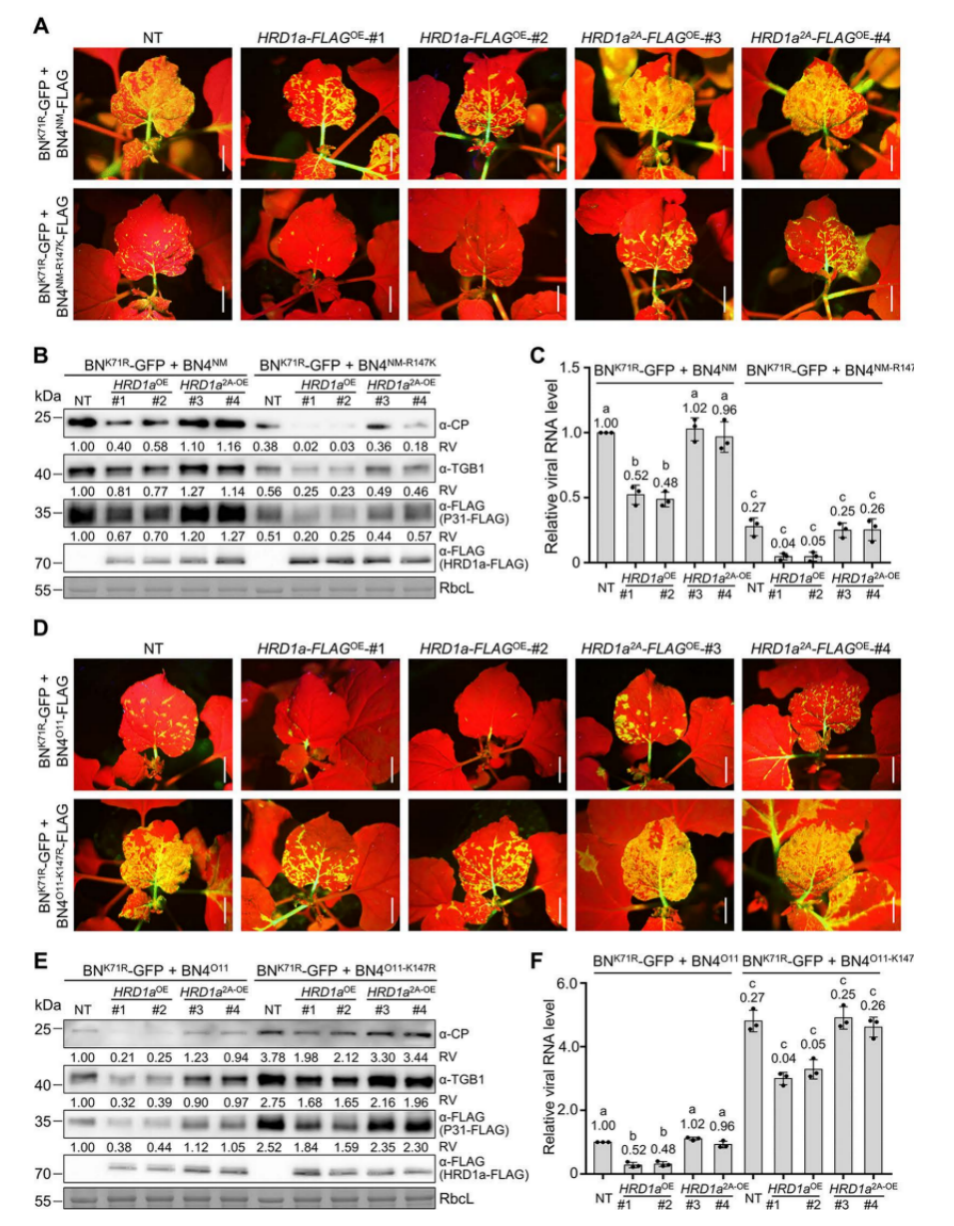 中国农业大学植保学院韩成贵、王颖团队揭示甜菜坏死黄脉病毒自然变异逃逸寄主抗病毒免疫分子机制