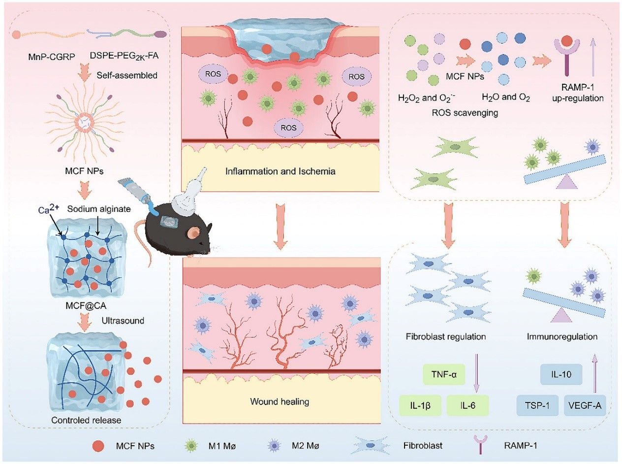 北京大学北京大学第三医院超声医学科王淑敏、梁晓龙团队在《先进科学》发文,为糖尿病创面愈合提供新策略