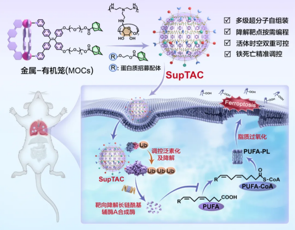 超分子靶向嵌合体技术实现蛋白质精准降解