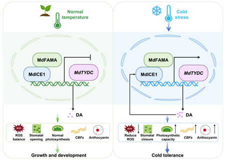 西北农林科技大学（792）园艺学院苹果抗逆与品质改良创新团队马锋旺教授/李超教授课题组揭示多巴胺调控苹果耐寒性的分子机制