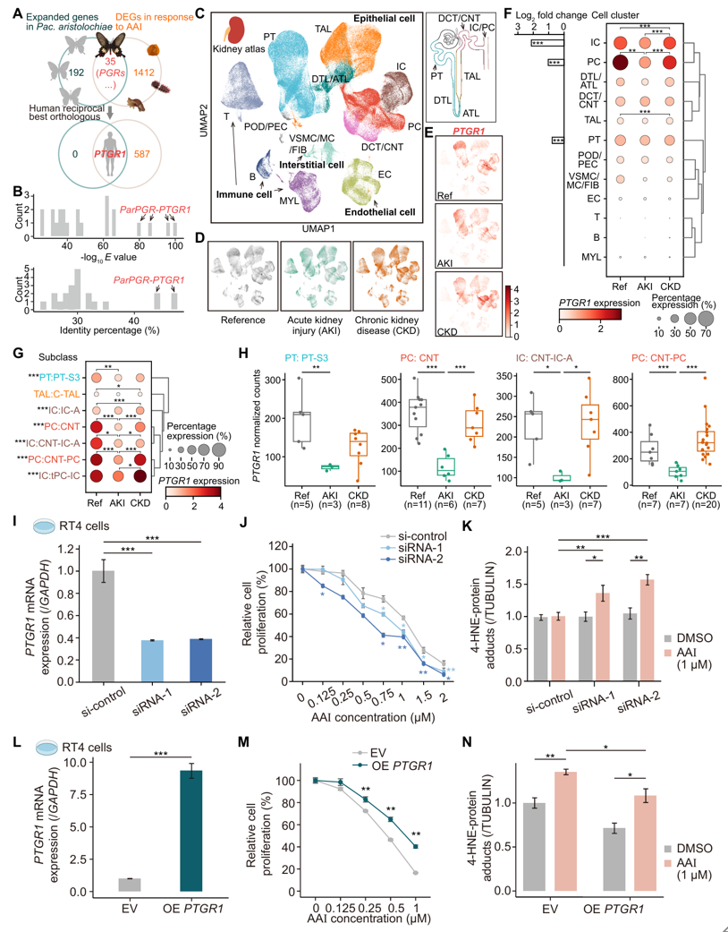 北京大学生命科学学院张蔚课题组与合作者揭示红珠凤蝶马兜铃酸抗性机制