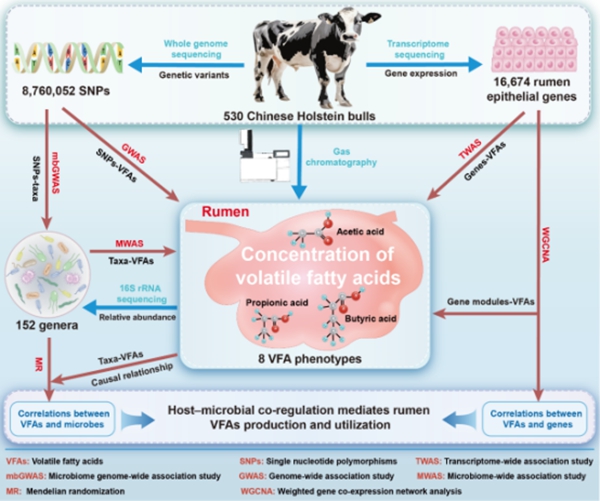 西北农林科技大学（781）动科学院破解反刍动物能量代谢密码：宿主-微生物共调控奶牛瘤胃挥发性脂肪酸生成和利用研究方面取得新进展