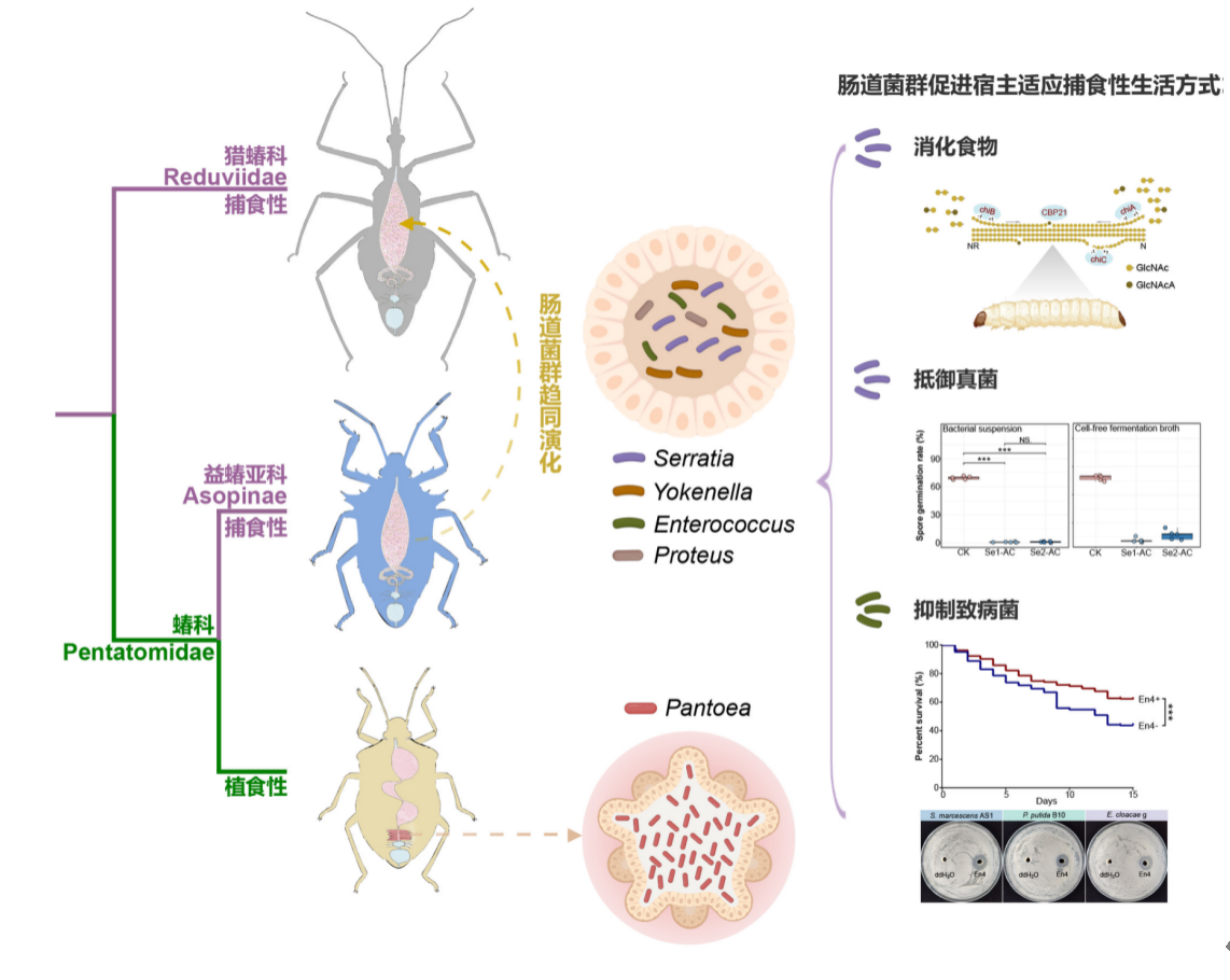 中国农业大学植保学院彩万志、李虎团队揭示了肠道菌群的趋同演化促进蝽类昆虫的食性转化