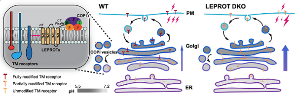 研究揭示信号受体途经高尔基体的短暂滞留机制