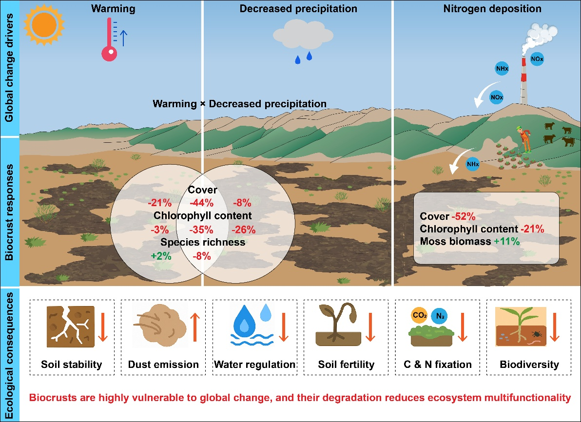 中国农业大学土地学院肖波教授团队发文揭示全球变化显著增加了生物结皮的退化风险