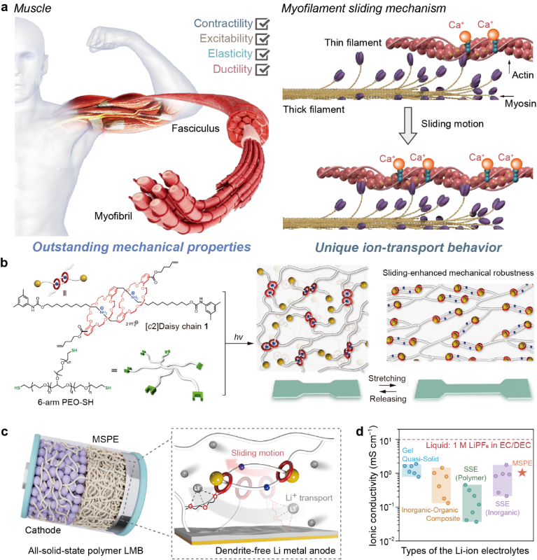 上海交大变革性分子前沿科学中心梁正/化院颜徐州课题组成功构筑具有机械互锁网络结构的分子肌肉型固态聚合物电解质