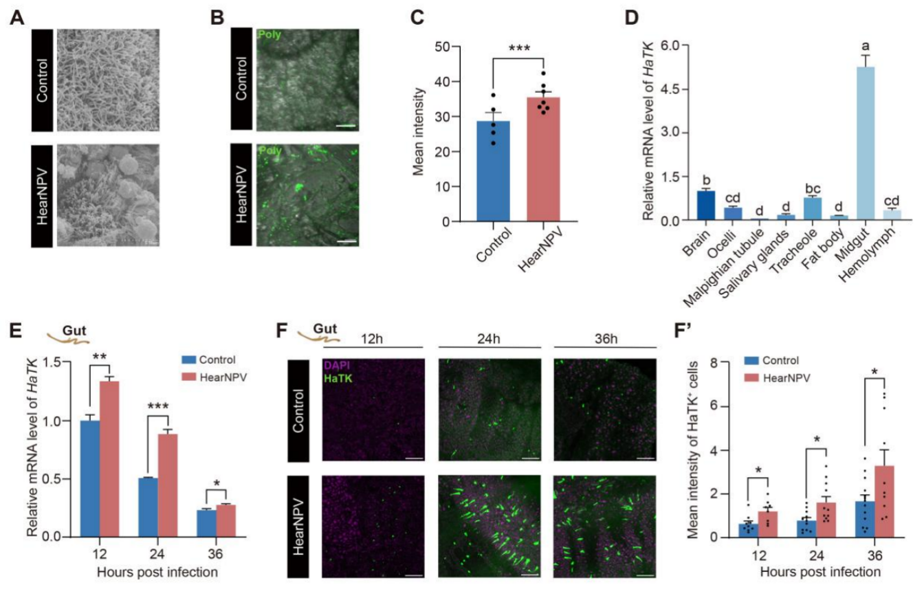 中国农业大学植保学院刘小侠、刘晨曦团队揭示核型多角体病毒调控鳞翅目幼虫上爬行为的神经机制