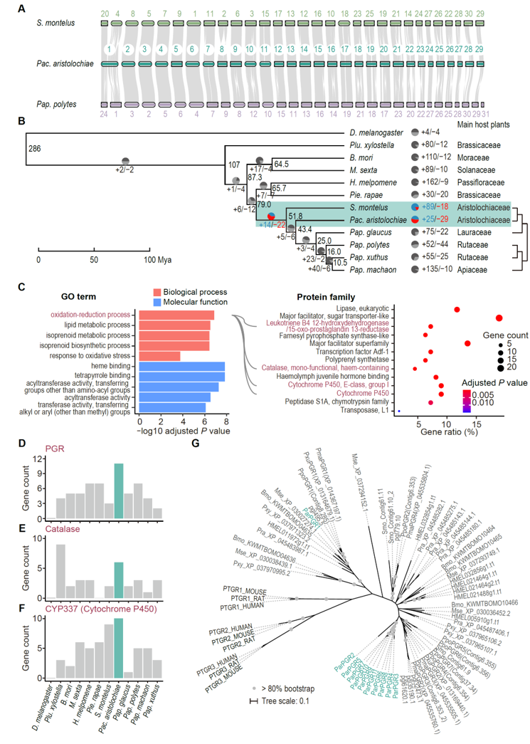 北京大学生命科学学院张蔚课题组与合作者揭示红珠凤蝶马兜铃酸抗性机制