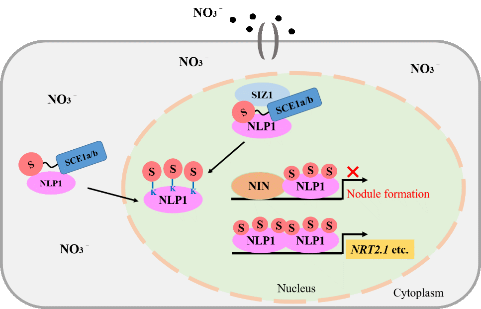 研究揭示NLP1 SUMO化修饰调控硝酸盐信号转导和共生结瘤新机制