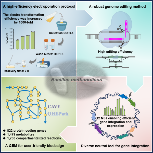 甲醇芽孢杆菌合成生物学使能技术获进展