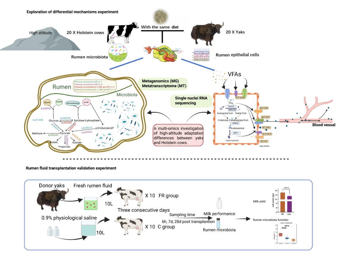 中国农业大学动科学院李胜利教授团队揭示肠道菌群在奶牛高原适应中的调控作用