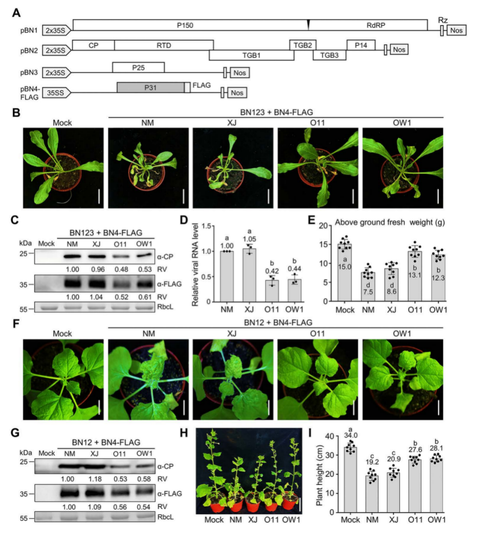 中国农业大学植保学院韩成贵、王颖团队揭示甜菜坏死黄脉病毒自然变异逃逸寄主抗病毒免疫分子机制