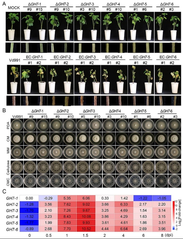 西北农林科技大学(789)植保学院作物病害监测与治理团队在大丽轮枝菌蛋白功能研究中取得新进展