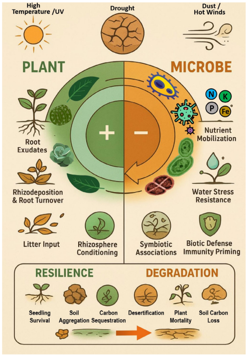 研究揭示荒漠生态系统应对气候变化的植物与微生物协同韧性机制