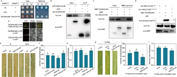 西北农林科技大学(788)植保学院作物病害监测与治理团队揭示CRK-RLCK-MAPKs分子模块赋予小麦高温全生育期抗锈性
