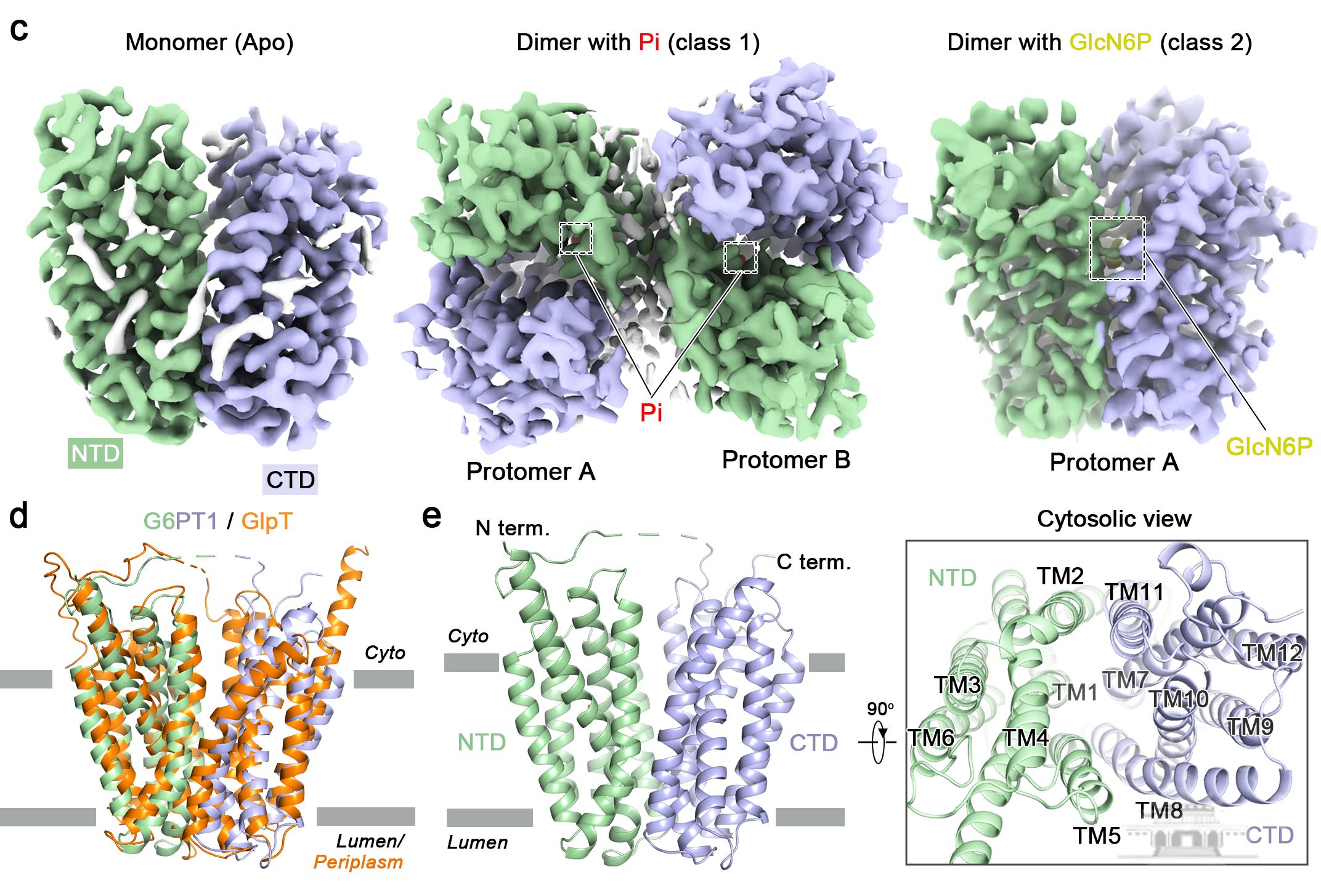 武汉大学高帅/姚霞团队揭示人葡萄糖-6-磷酸转运蛋白（G6PT1）的转运机制