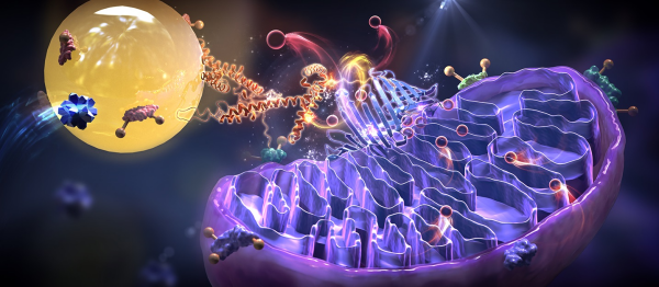 脂滴聚集复合物组分解析和调控机制研究获进展