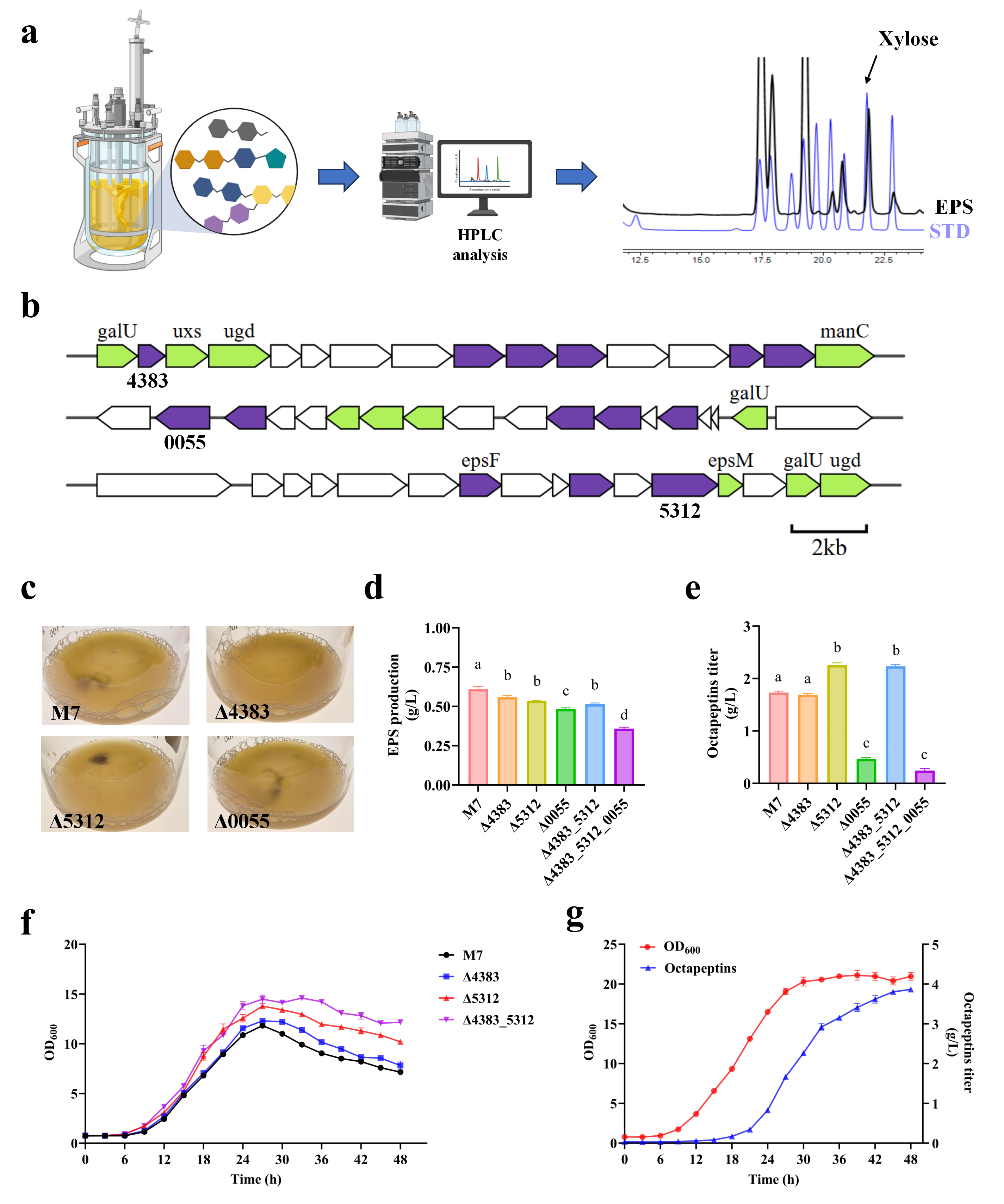 中国农业大学动科学院谯仕彦院士团队建立了非模式菌株实现抗菌肽生物制造平台 为后续规模化生产和应用扫清了产量障碍