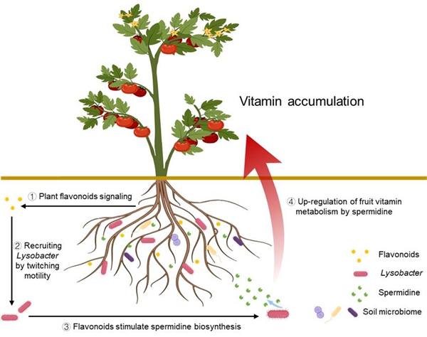 西北农林科技大学（790）资源环境学院来航线教授团队在植物-微生物互作方向取得新进展