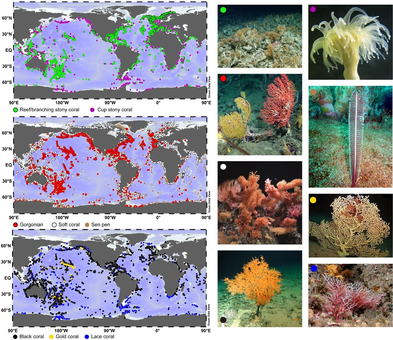 研究提出冷水珊瑚保护与修复关键问题