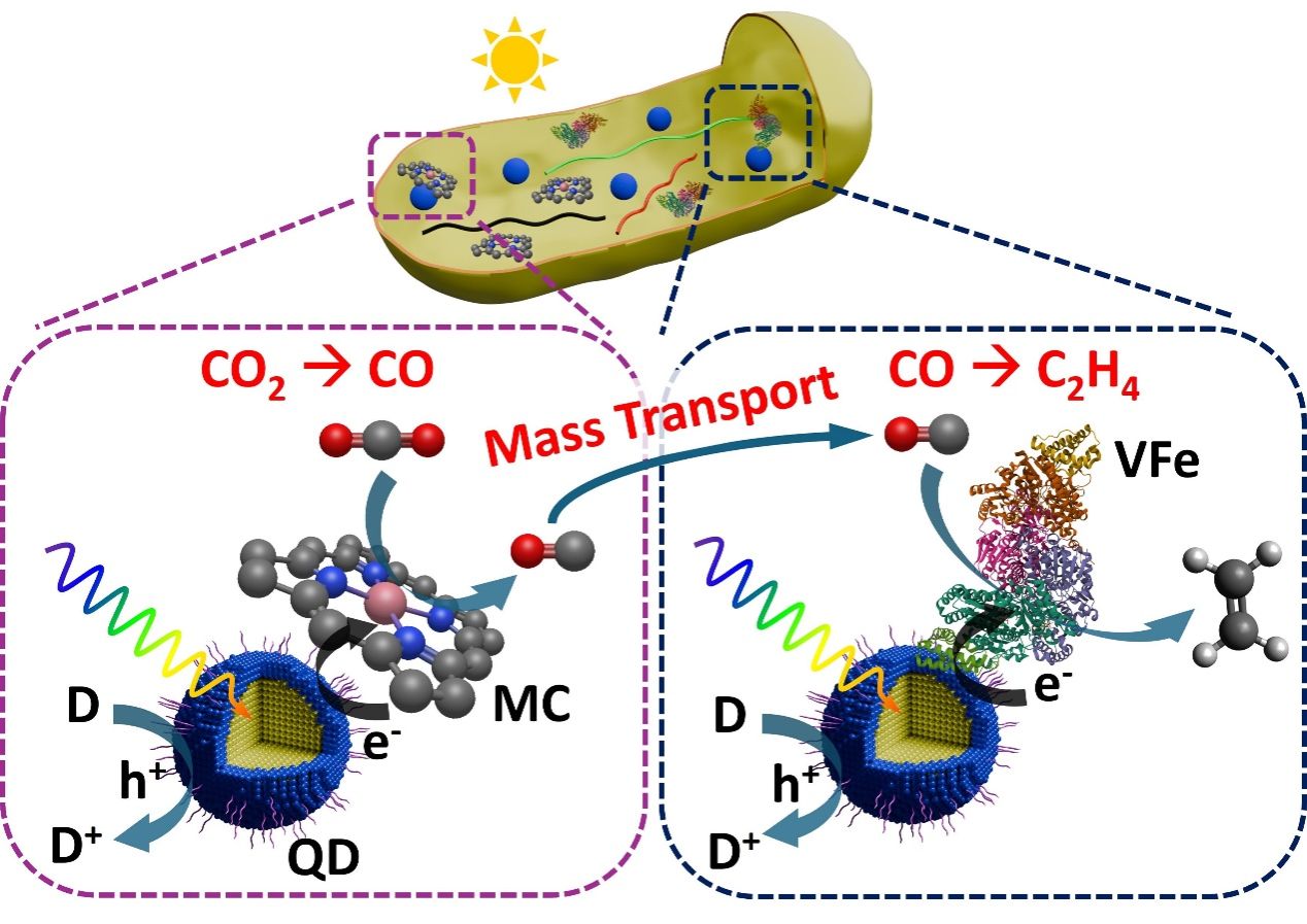 中国科大提出级联半人工光合作用新策略