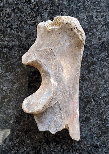 北京大学生命科学学院罗述金课题组古DNA研究揭示日本晚更新世并无虎,而为洞狮