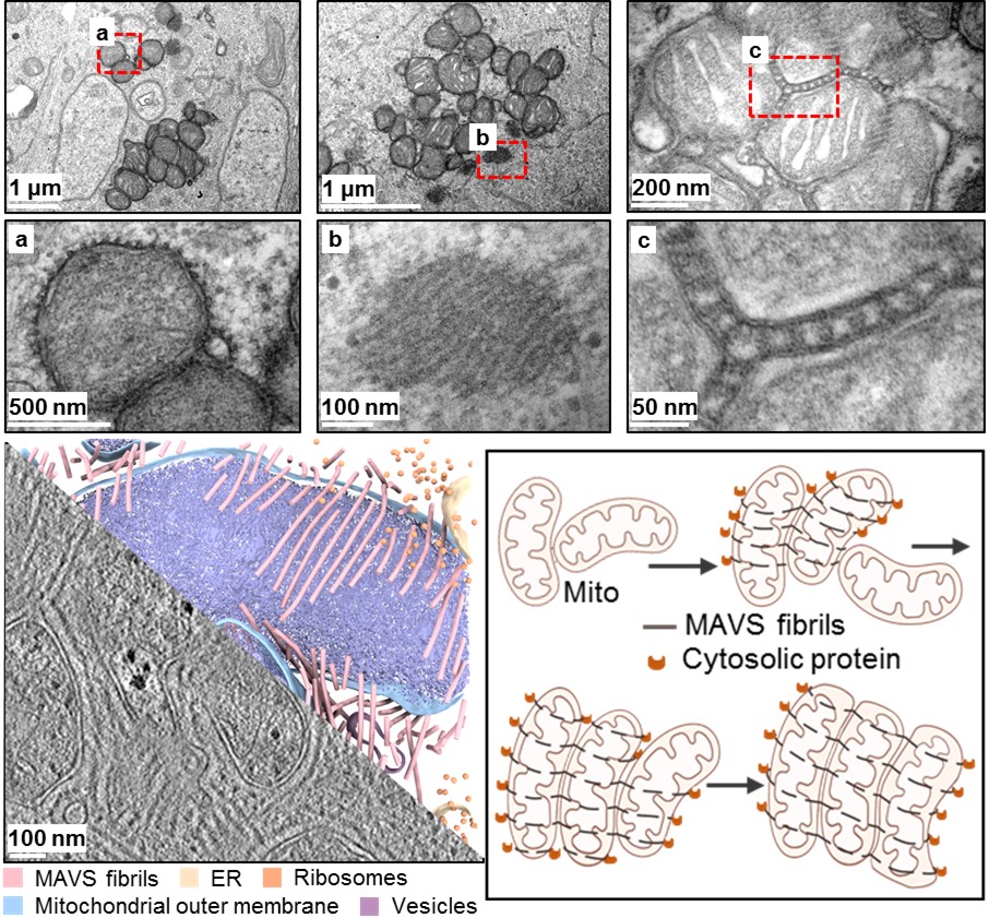 北京大学生命科学学院蒋争凡、郭强课题组揭示MAVS蛋白“缝合”线粒体启动快速抗病毒反应机制