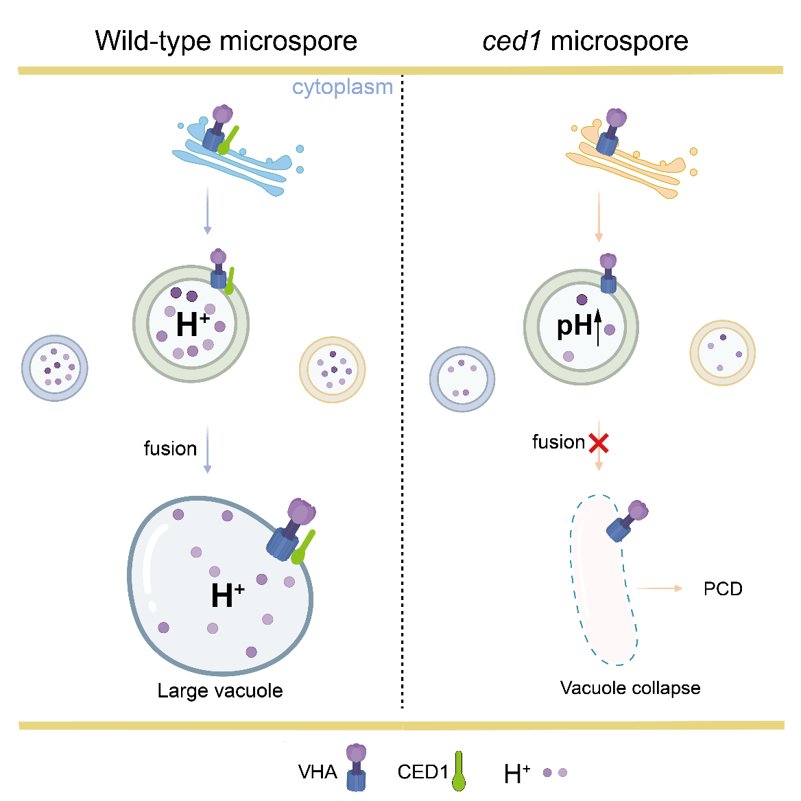 研究揭示CED1调控花粉细胞命运机制