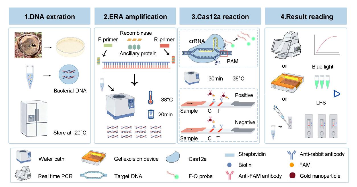 热林所在桉树青枯病病原菌检测技术方面取得新进展