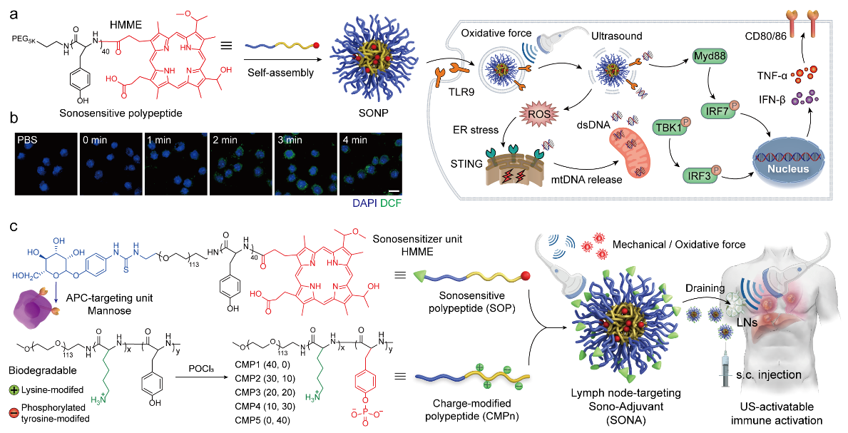 科研人员开发出超声激活型聚多肽纳米佐剂