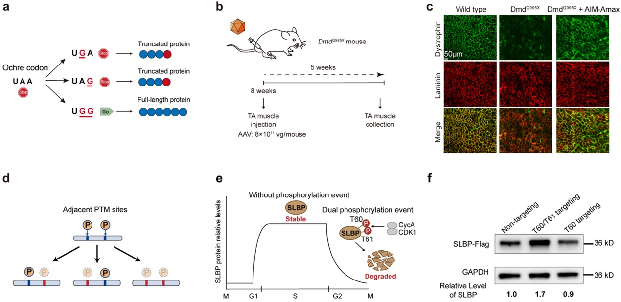 北京大学生命科学学院伊成器研究组报道AIM平台，突破“单点编辑”限制，实现RNA多位点、多功能精准操控