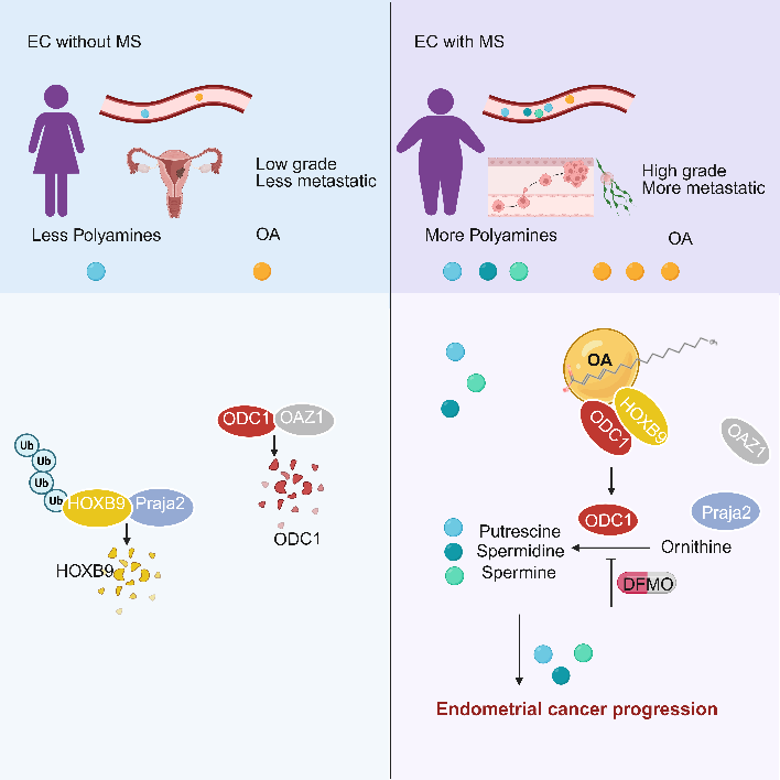 北京大学北京大学人民医院王建六教授团队发文揭示子宫内膜癌治疗新靶点